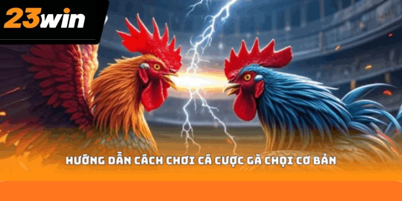 Hướng dẫn cách chơi cá cược gà chọi cơ bản Hướng dẫn cách chơi cá cược gà chọi cơ bản